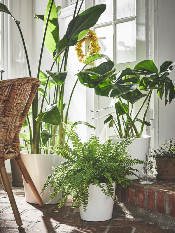 En masse planter står i hvide urtepotter på en trappe heriblandt en MONSTERA fingerfilodendron.