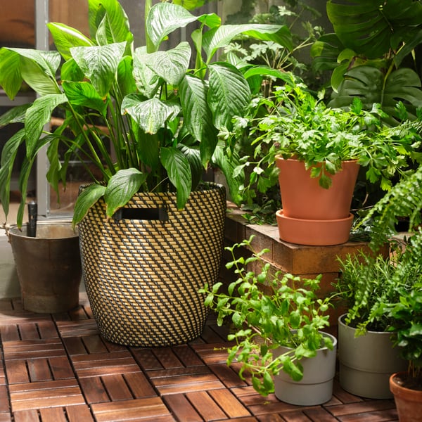 Sunny outdoor patio with a selection of green plants in RÅGKORN, INGEFÄRA and NYPON plant pots in different sizes.