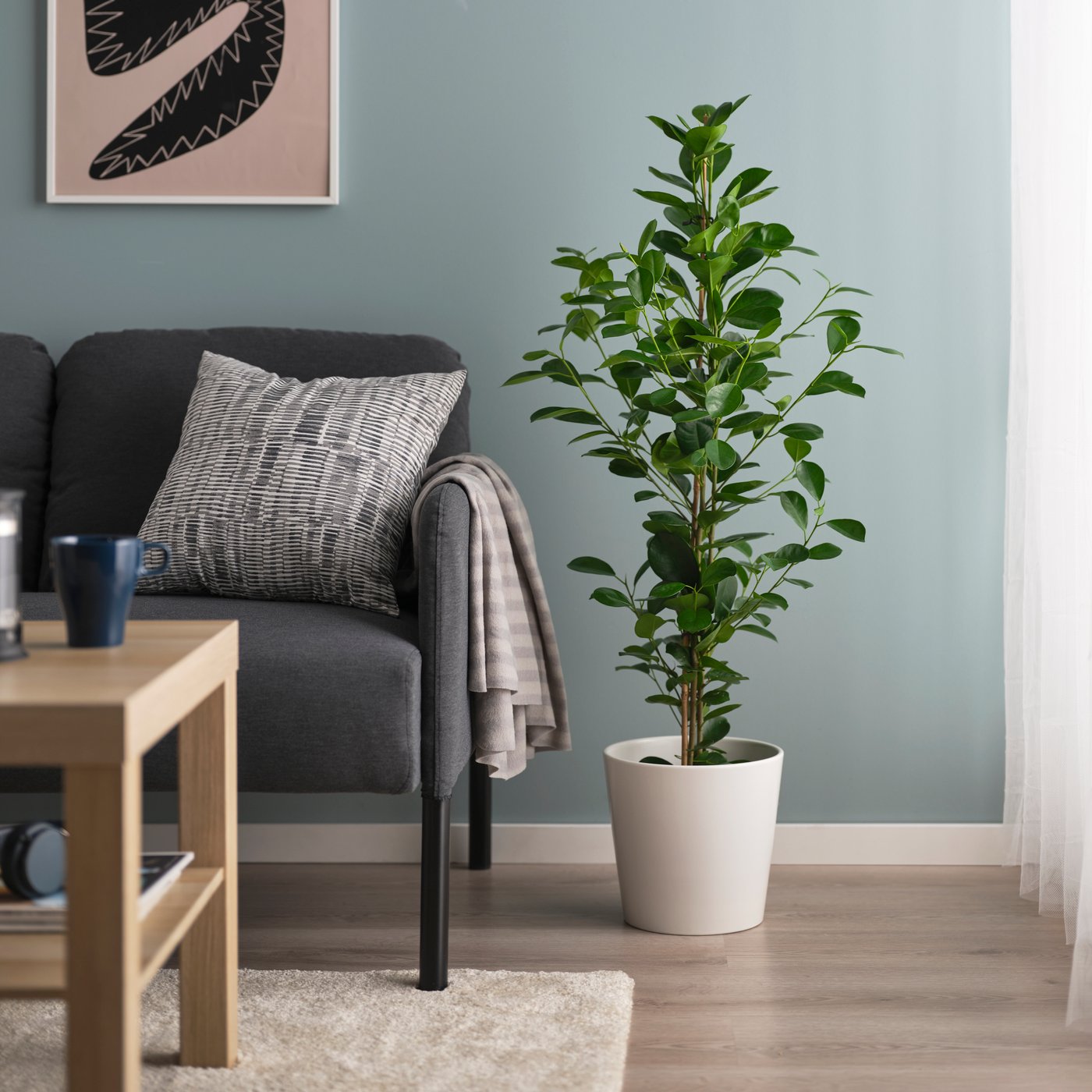 FICUS MICROCARPA en un salón