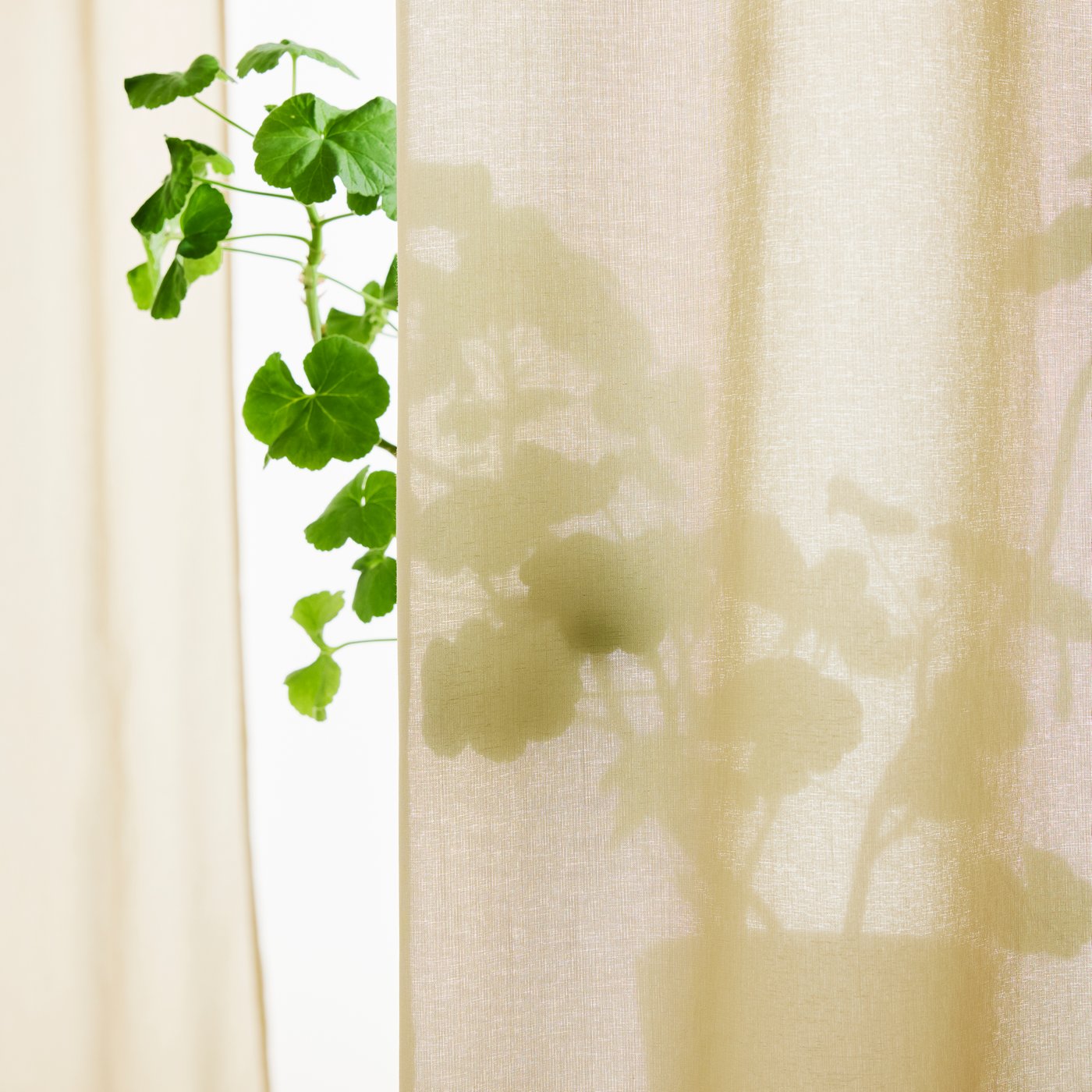 Nærbilde av ROSENROBINIA florlette gardiner, som viser en silhuett av en grønn plante bak gardinen.