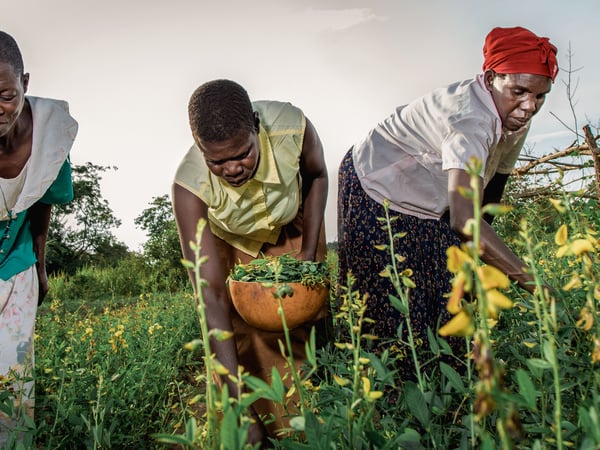 Three individuals harvesting yellow flowering plants in a field. One person is holding a large bowl filled with the harvested green plants, while the other two is actively picking the plants. The setting appears in natural daylight, and the focus is on the agricultural activity and the lush greenery of the plants, which contrasts with the yellow flowers. 