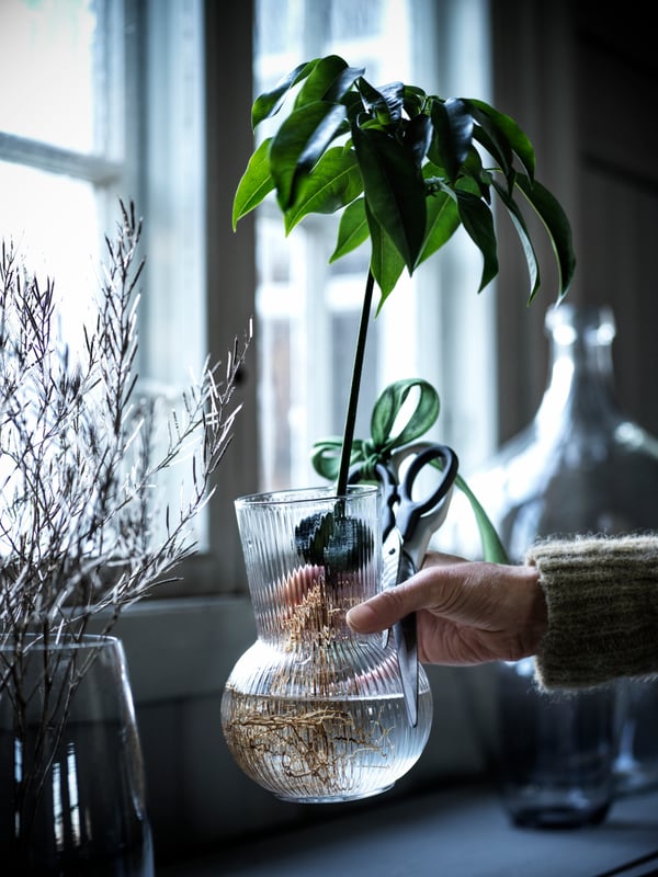 A hand hold an IKEA PÅDRAG clear vase in front of a window.