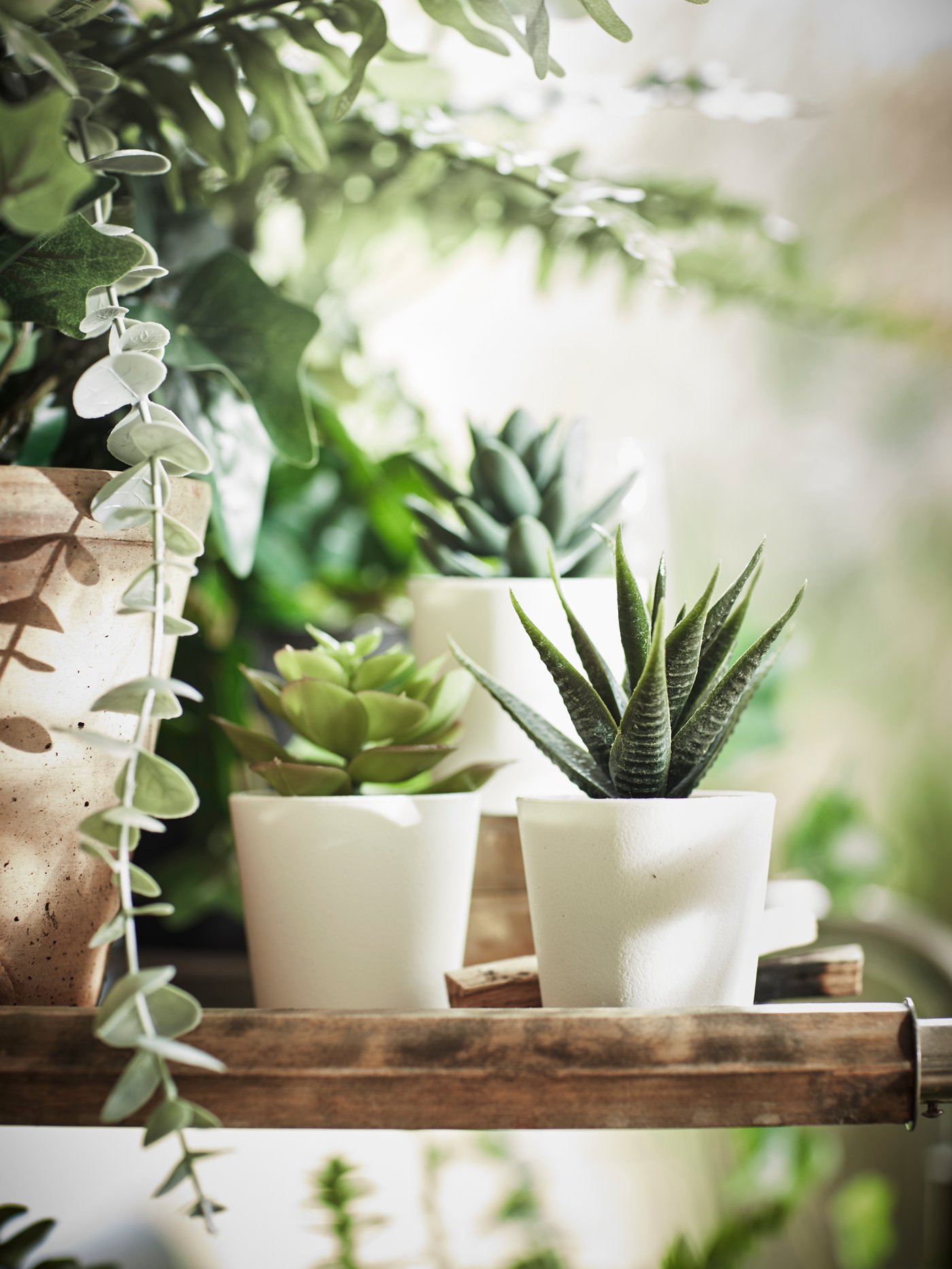 Variety of small artificial plants in white pots on a window ledge