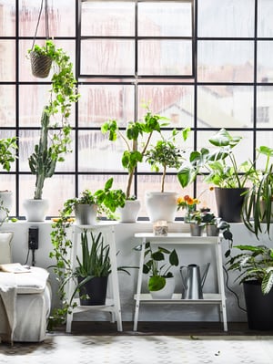 Green plants on a windowsill and shelves in a bright room.
