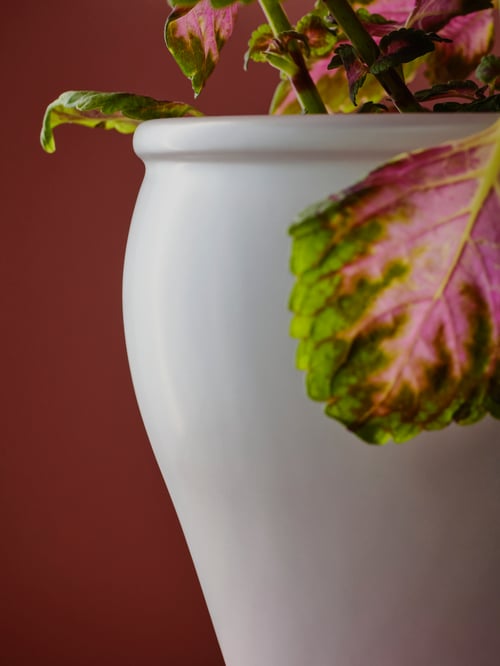Living cu un prim-plan al unei parcele de plante AMBRARÖNN albe amplasate în fața unei suprafețe de culoare roșu închis.