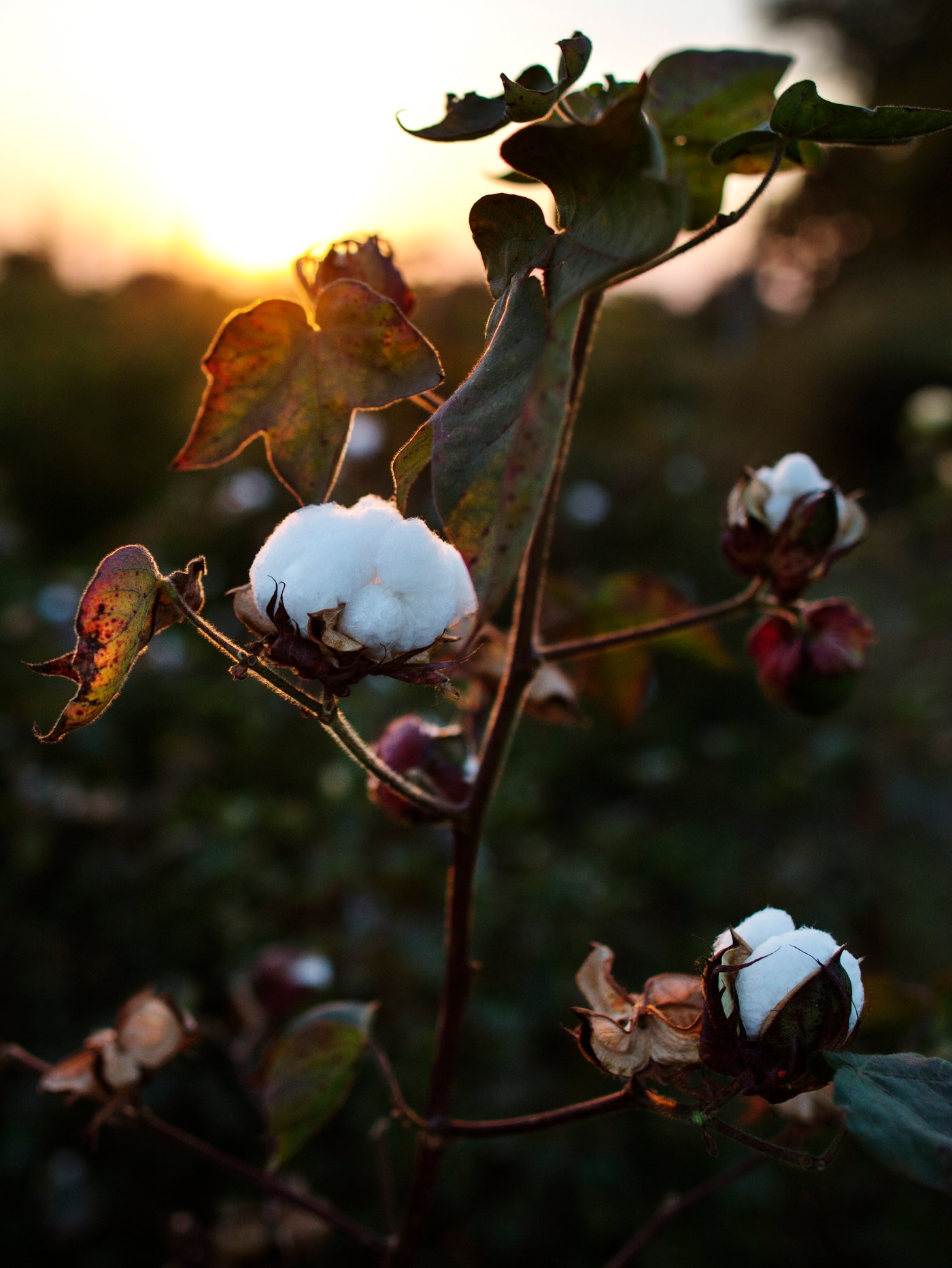 En bomuldsplante med tre hvide, runde bomuldsblomster ved solnedgang i en frodig, grøn mark af bomuldsplanter.