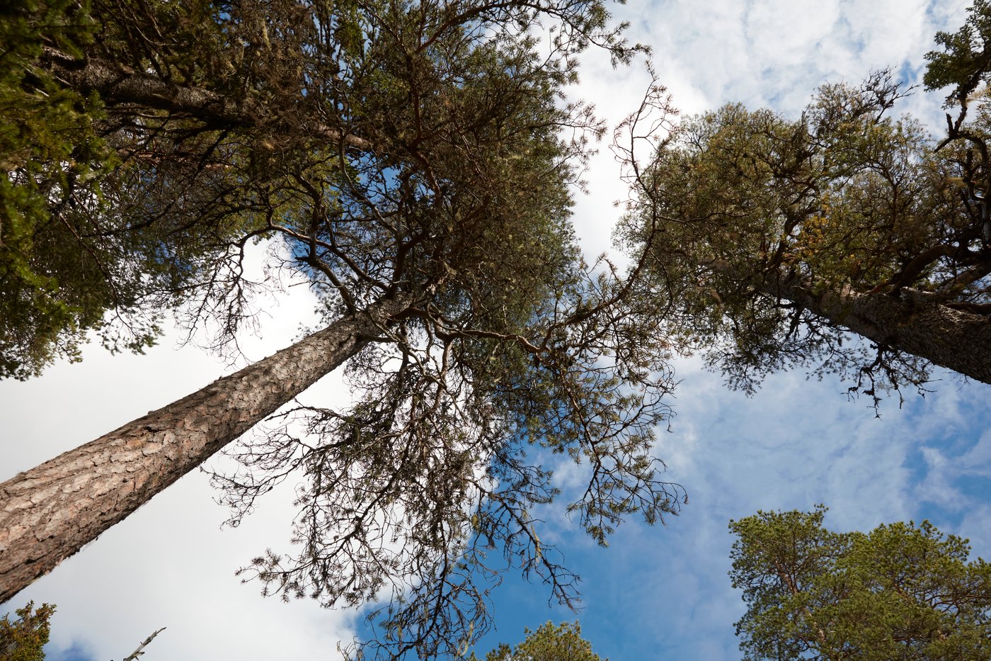 Trees, forestry, biodiversity, supply, wood, nature