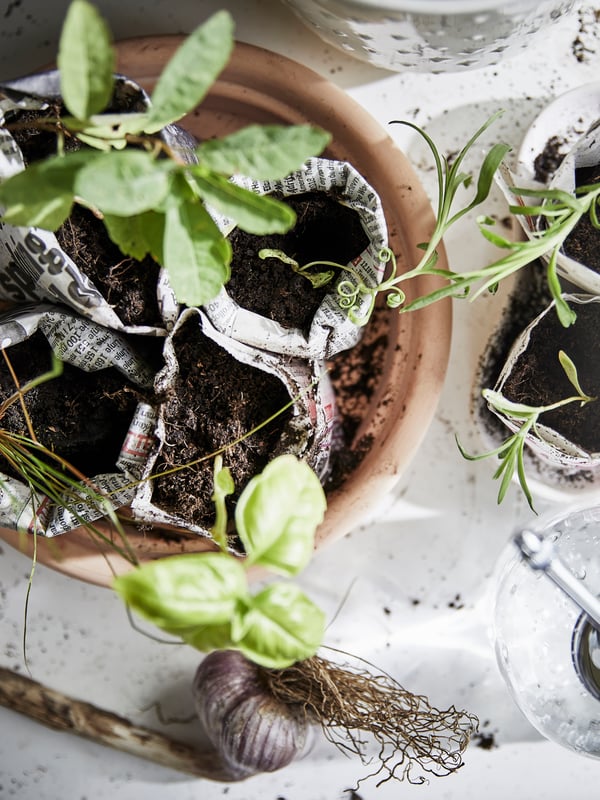 Ylhäältäpäin kuvattu MUSKOTBLOMMA-ruukku jossa on pieniä taimia.