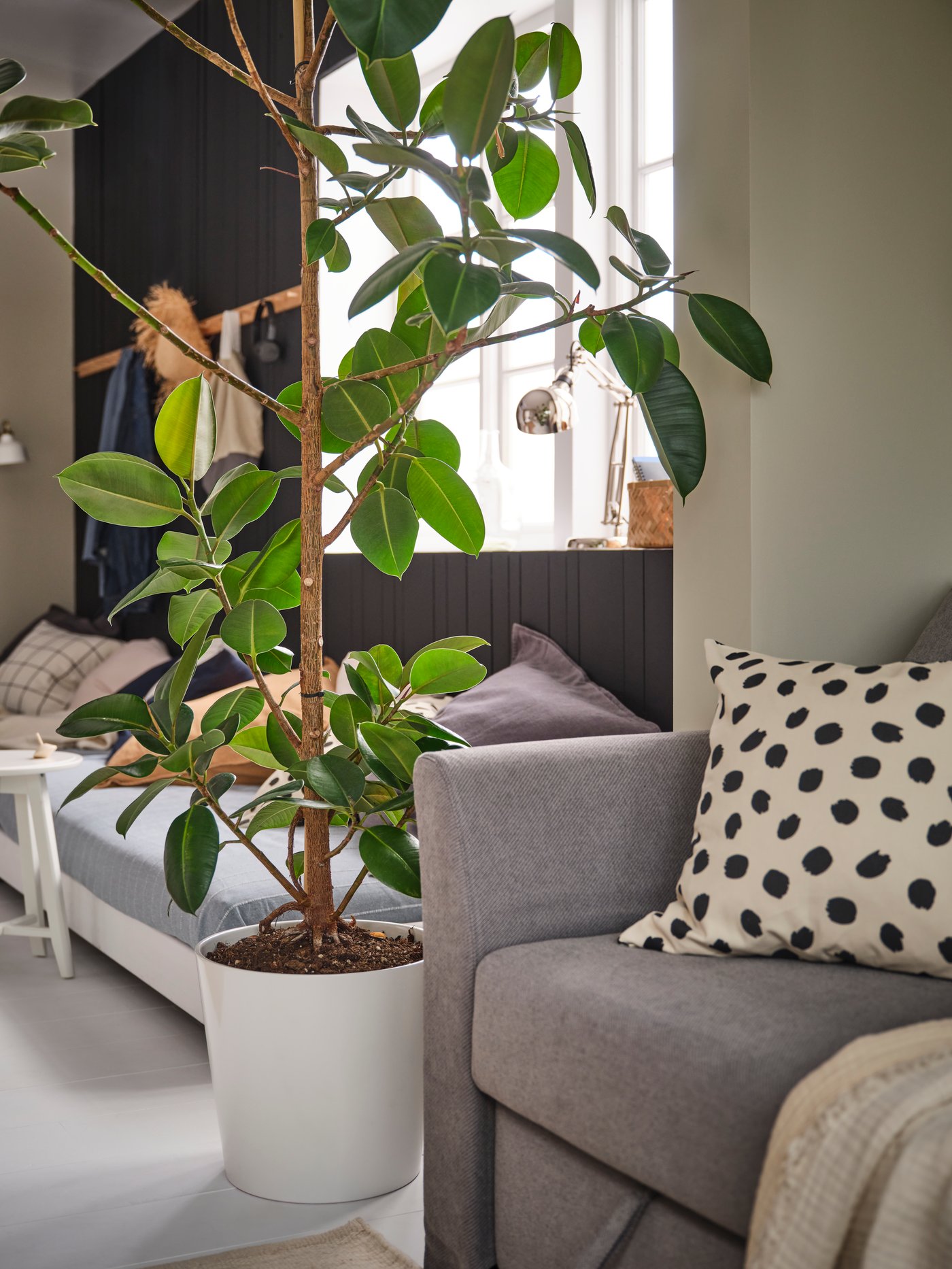 One tall green plant in a large white pot placed between two grey sofas filled with many pillows in muted colours.