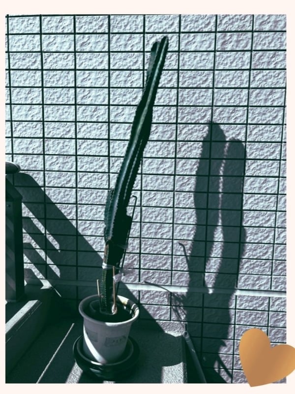 バルコニーにおいた背の高いサボテン