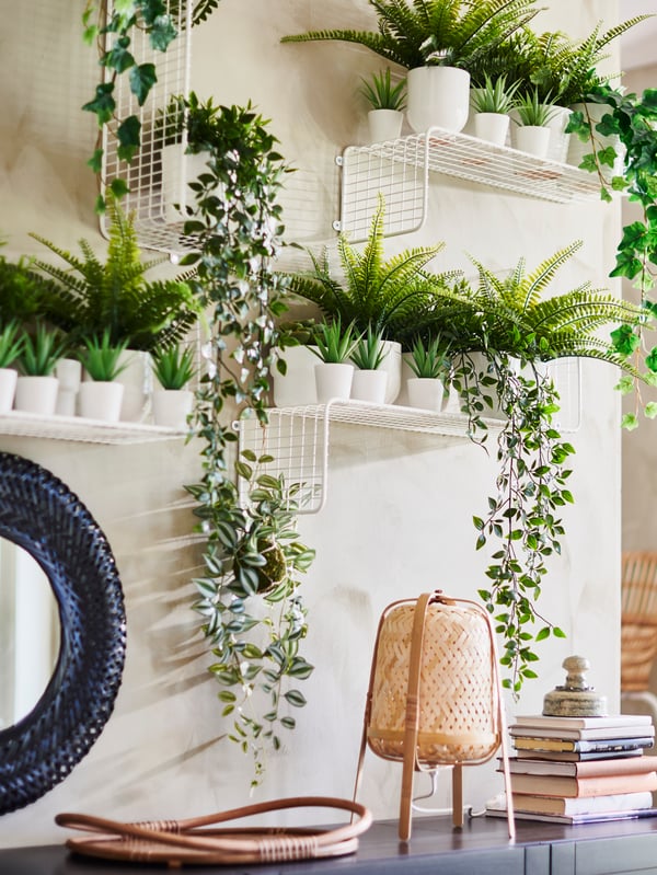 Plantes per decorar l'habitació