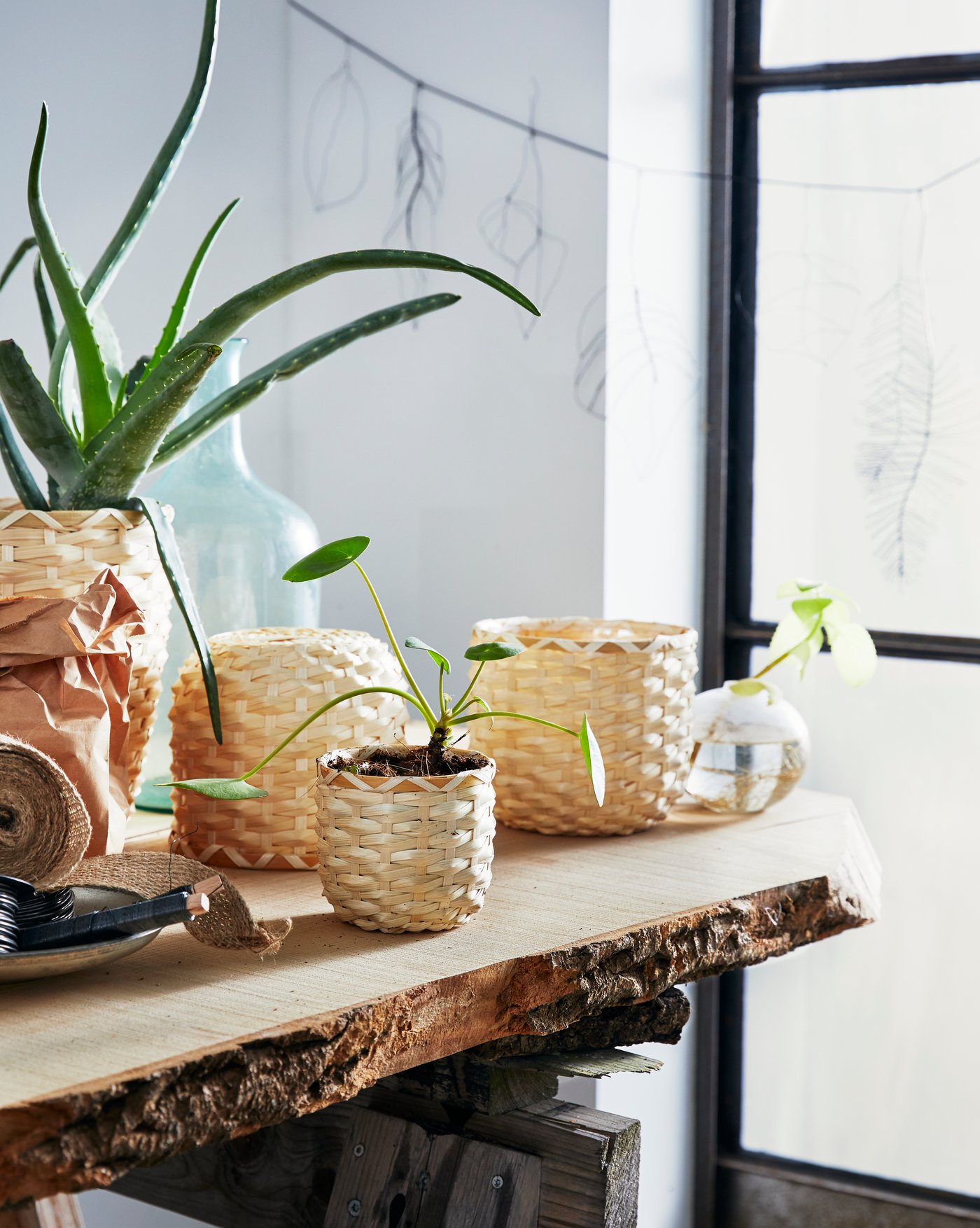 Un plan rapproché d’un dessus de table en bois brut sur lequel sont posés plusieurs cache-pots et plantes d’intérieur près d’une fenêtre lumineuse.