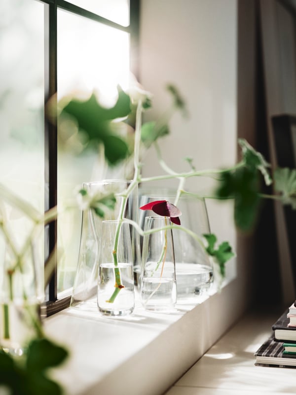 A windowsill with plant cuttings and water in three clear glass BERÄKNA vases.