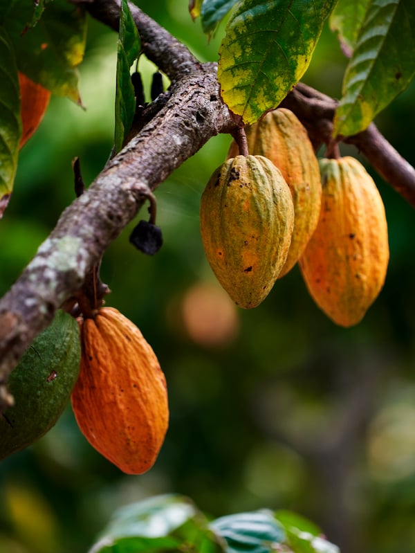 Five cocoa pods ranging in colour form dark green to orange growing on a tree in a cocoa plantation.