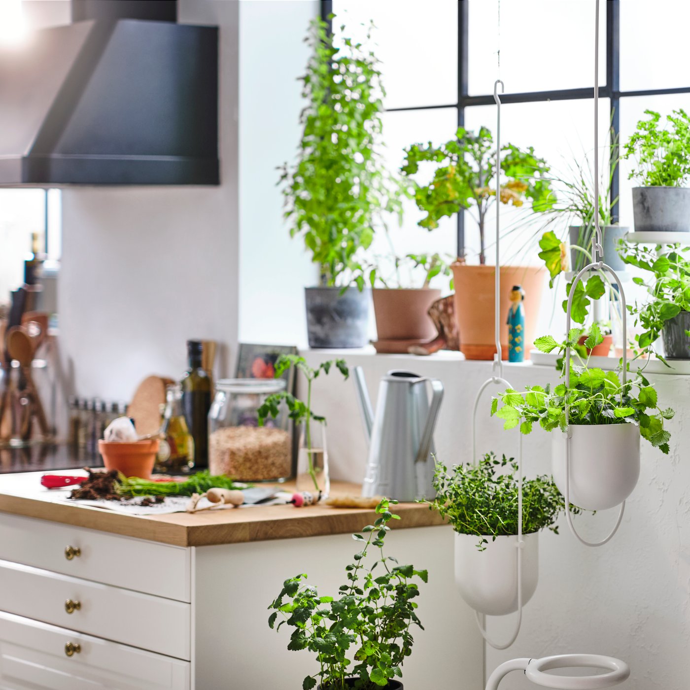 Rośliny doniczkowe na oknie przy blacie kuchennym, rośliny w białych wiszących doniczkach i czarnych pojemnikach na szynach.