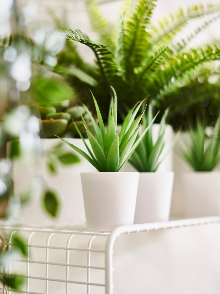 Indoor Plants & Flowers - IKEA