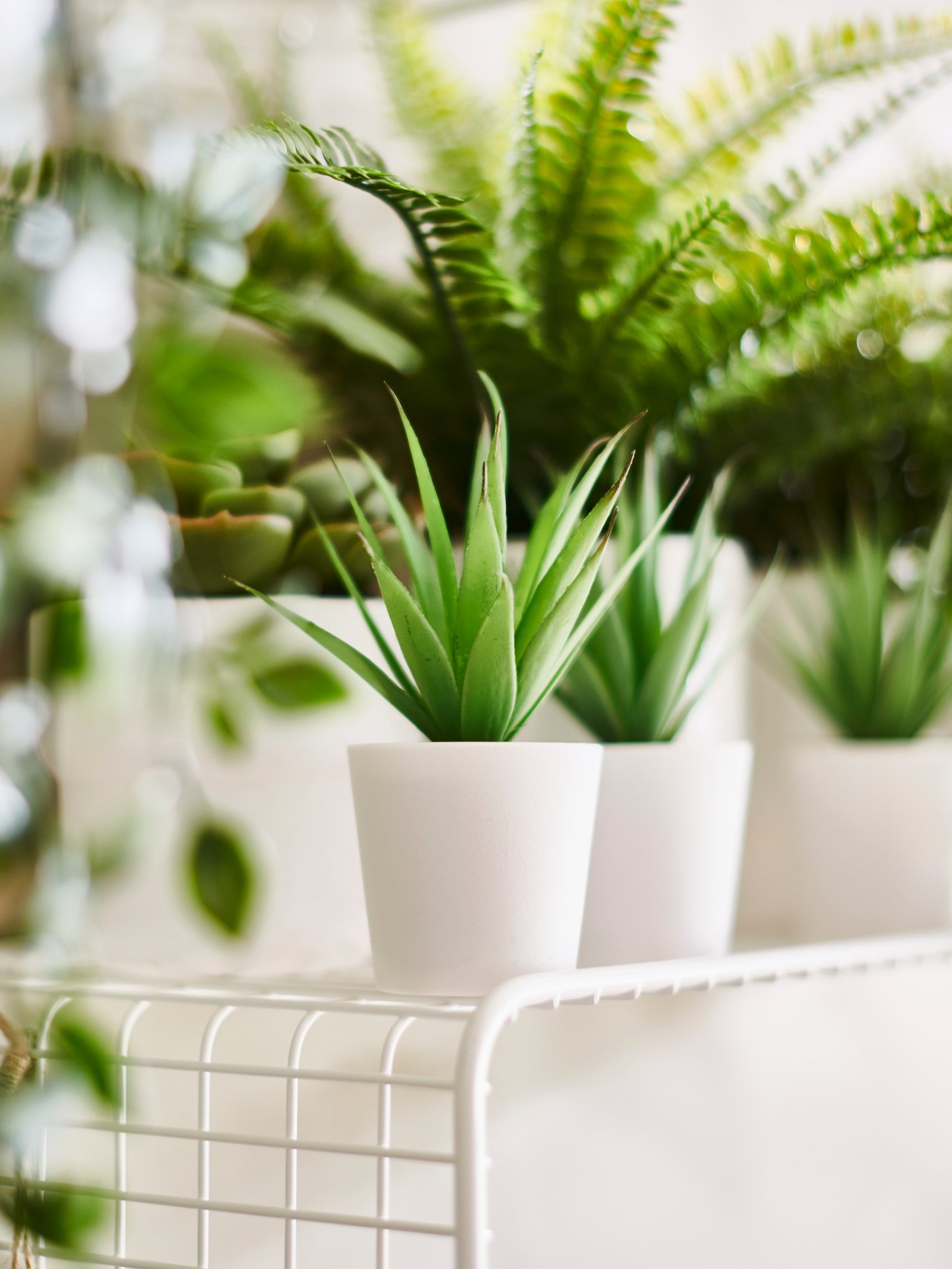 Indoor Plants & Flowers IKEA