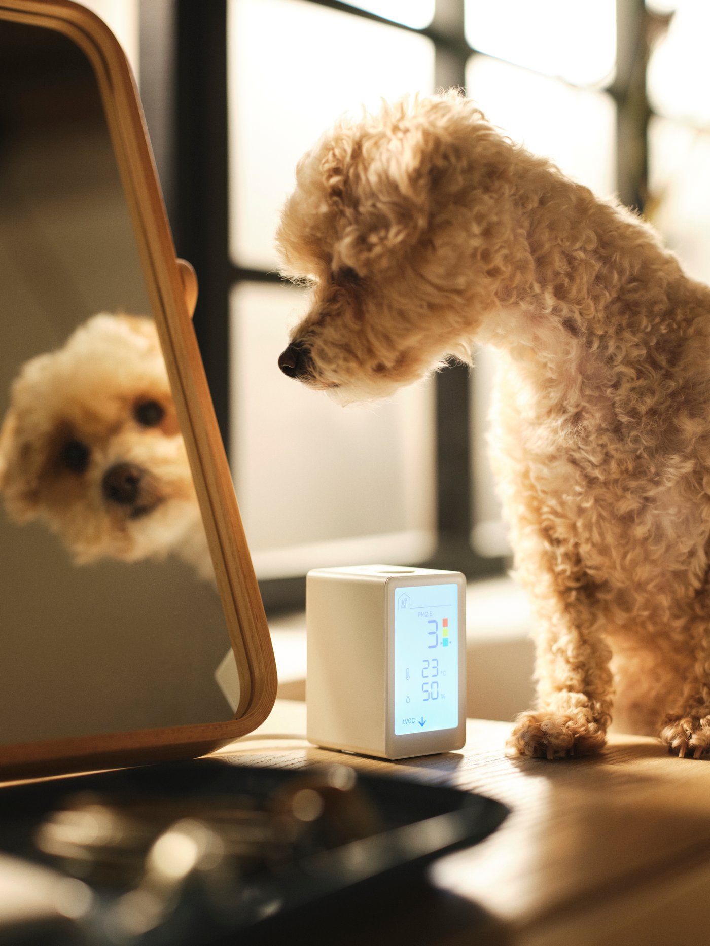 Pes se dívá na svůj odraz ve stolním zrcadle IKORNNES vedle chytrého senzoru kvality vzduchu VINDSTYRKA.