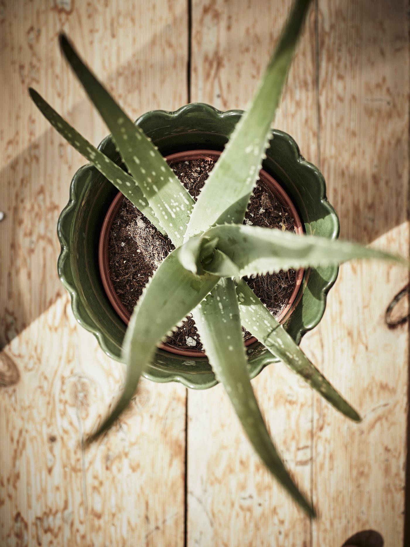 Bekijk onze kamerplanten