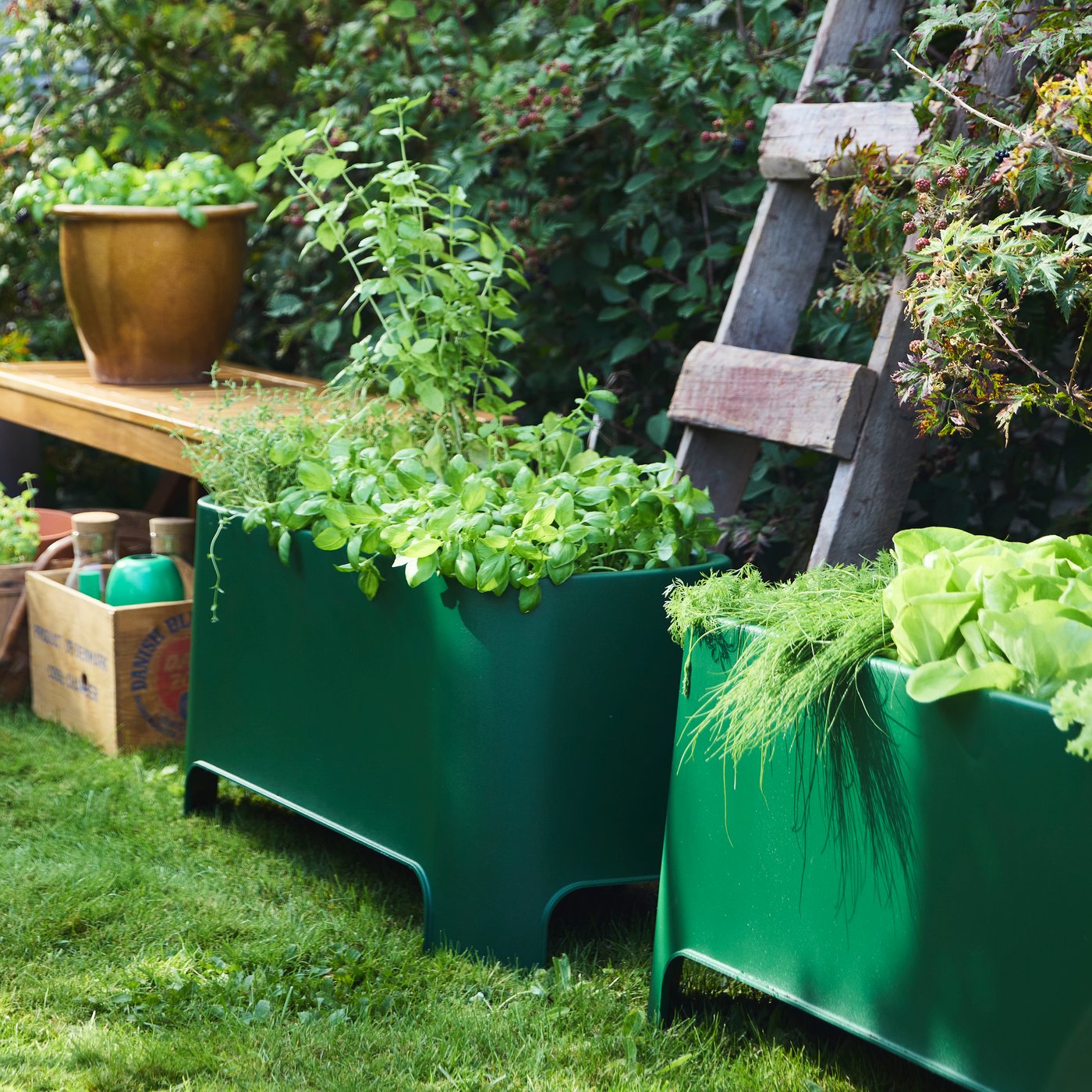Two green ASPAREN plant boxes in a garden, filled with growing salads and herbs.