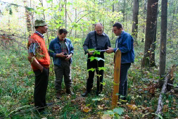 Four people is standing in a forest looking at measurements and doing calculations.