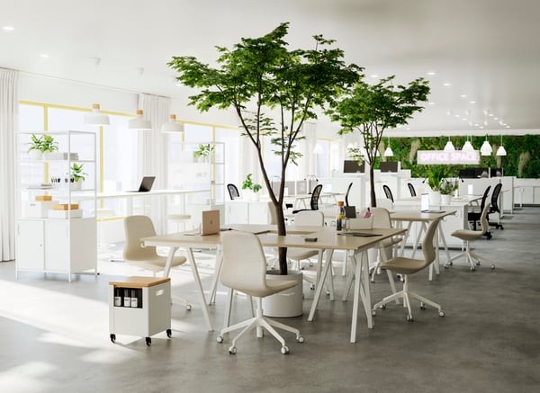 A bright office with large trees planted in white pots in the middle of a pod of 4 desks.