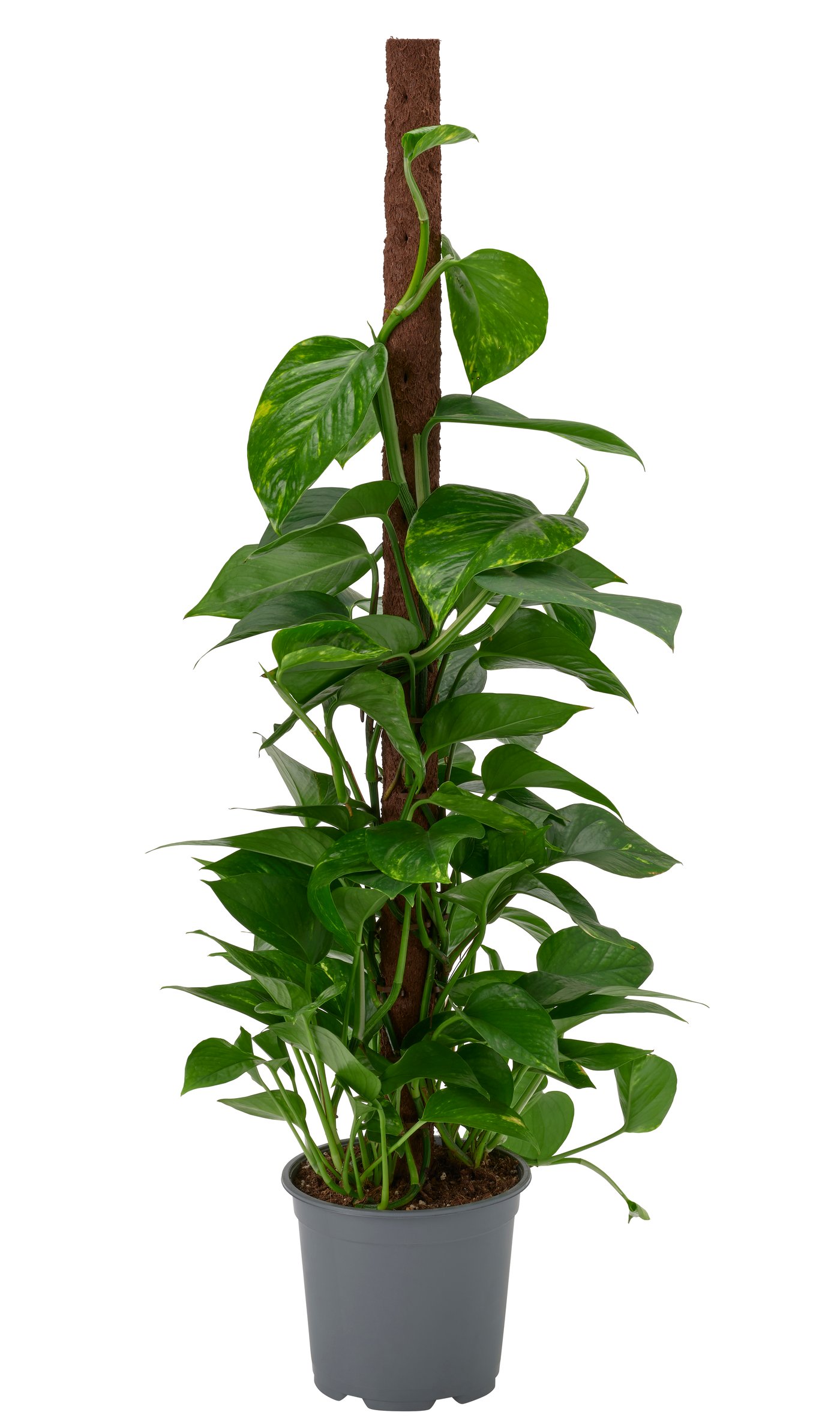 IKEA CALATHEA Pflanze Korbmarante/versch. Art | Preisvergleich