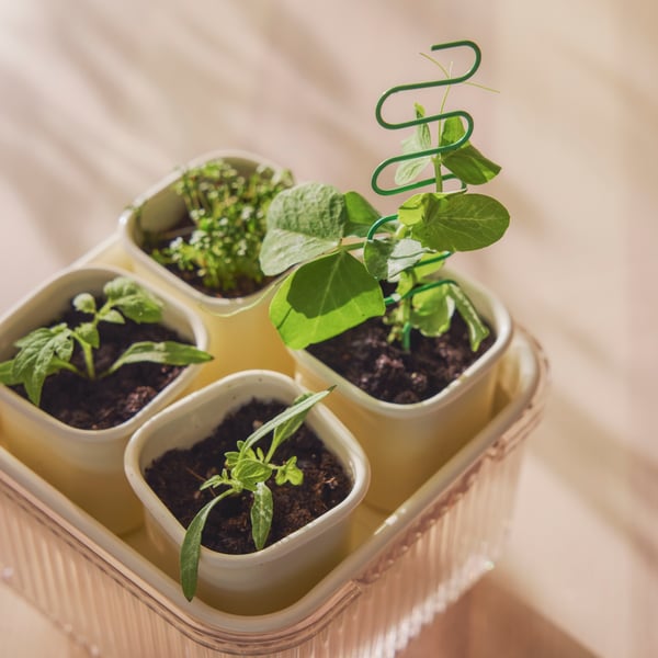 Un kit de culture DOFTRIPS transparent et blanc avec des pousses vertes sortant de quatre mini-pots. Une mini-serre parfaite.