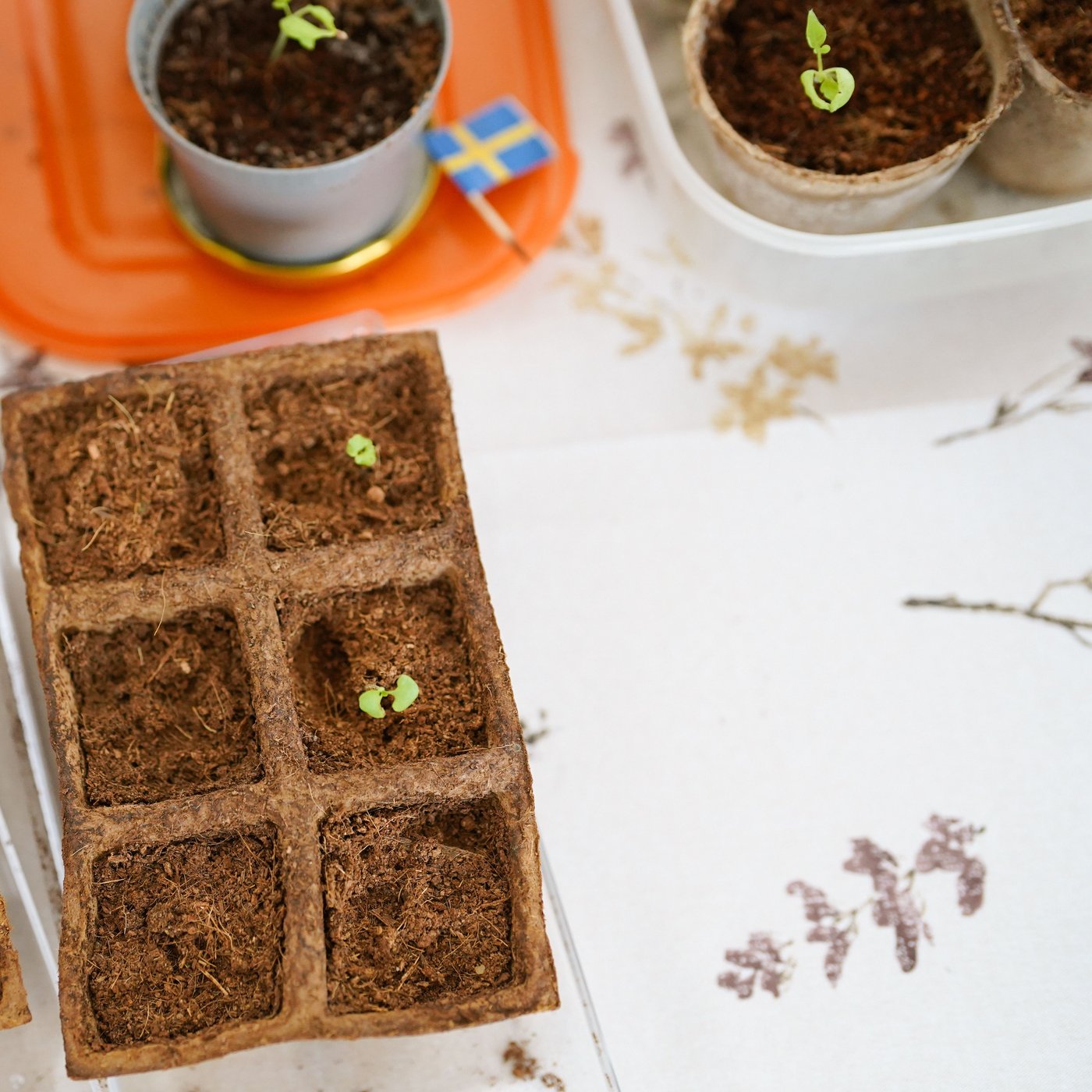 Setzlinge sind in kleinen Töpfchen auf einem Tisch zu sehen. Eine kleine schwedische Flagge aus Papier liegt daneben.