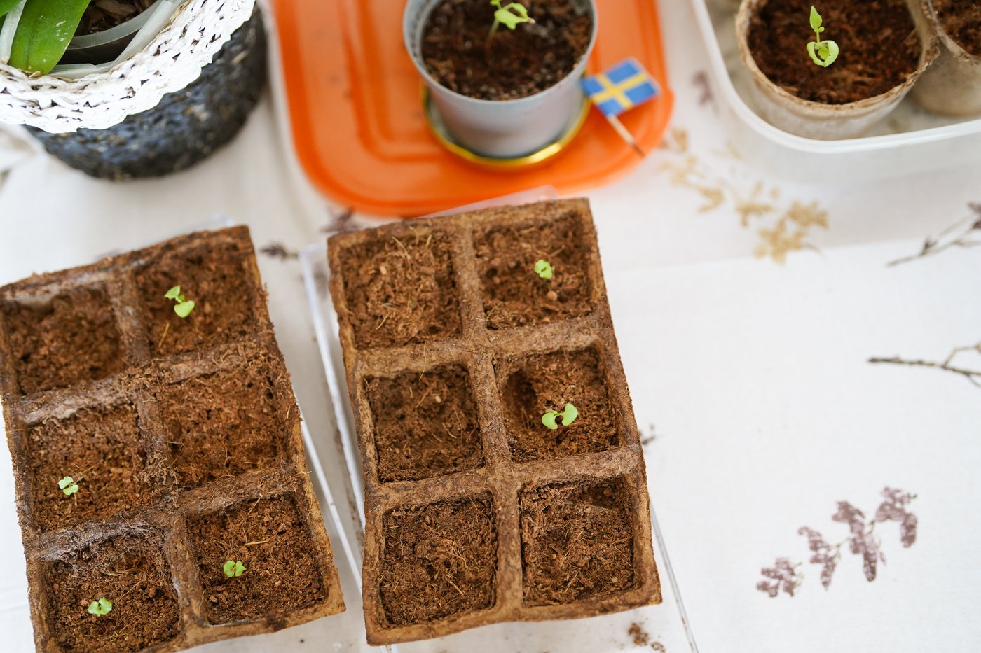 Kleine Setzlinge spriessen in biologisch abbaubaren Saatschalen auf einem Tisch. Daneben befinden sich weitere Schalen und ein Zahnstocher mit schwedischer Flagge.