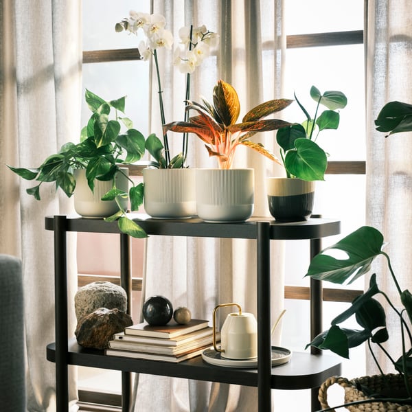 A black plant stand with various types of plant pots containing green houseplants and a PHALAENOPSIS orchid.