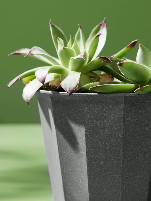 Prim-plan cu un ghiveci gri BUSKVERK cu un design cu nervuri late, care conține plante verzi cu vârfuri violet.
