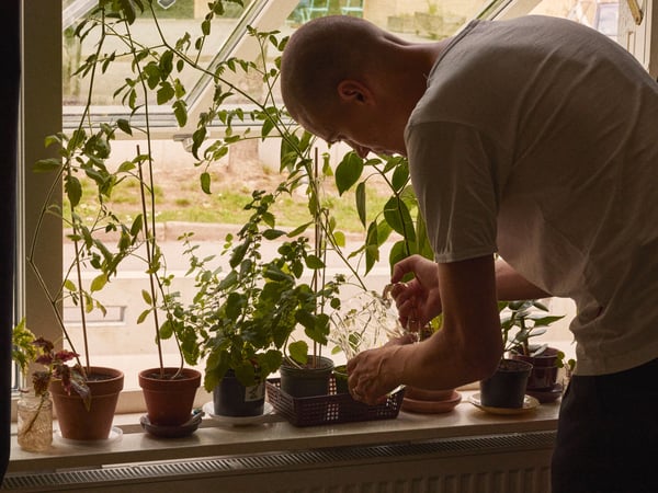 A man bends forward and waters his plants which are placed on the windowsill.
