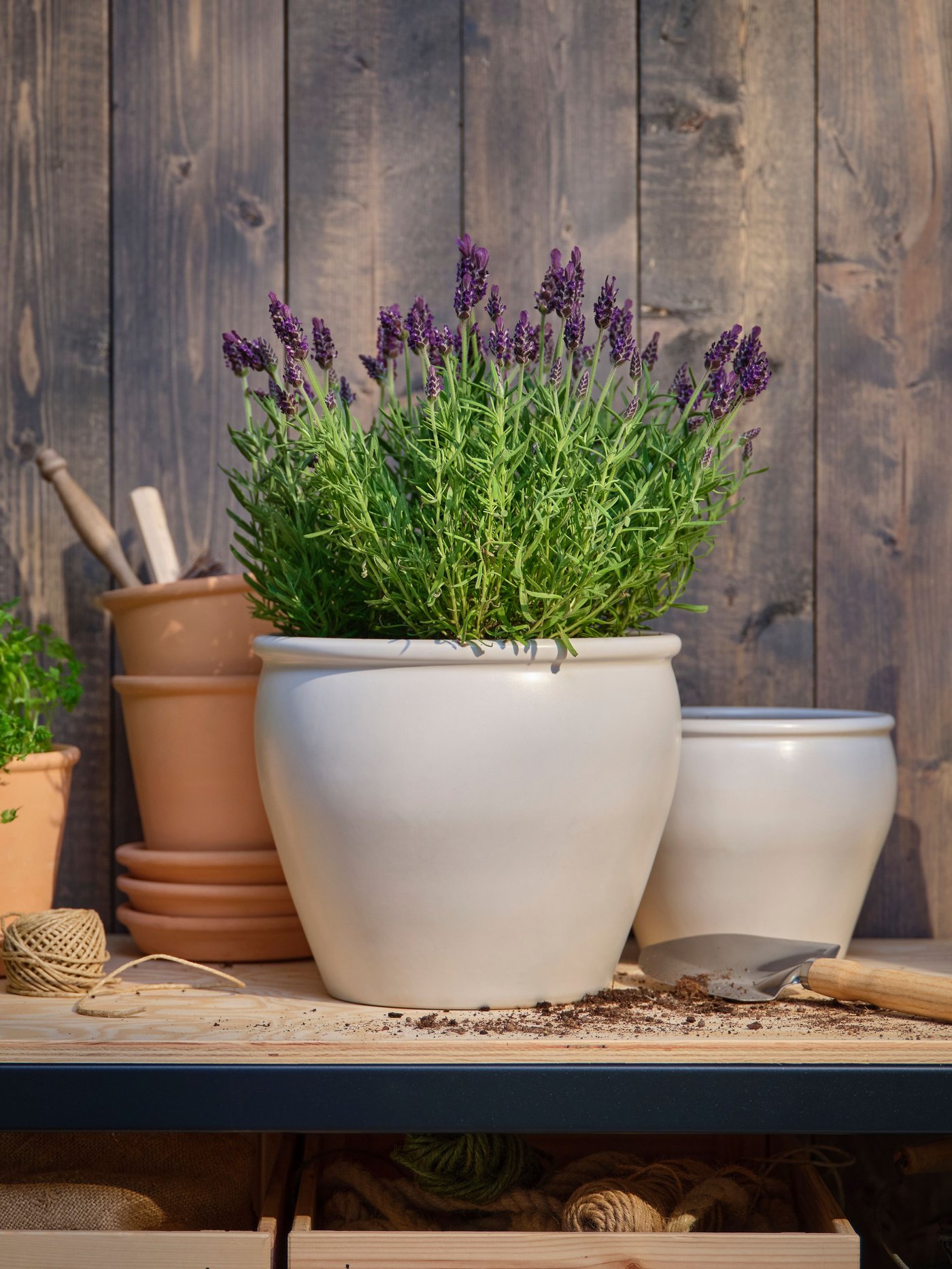 En lavendel LAVANDULA krukväxt.