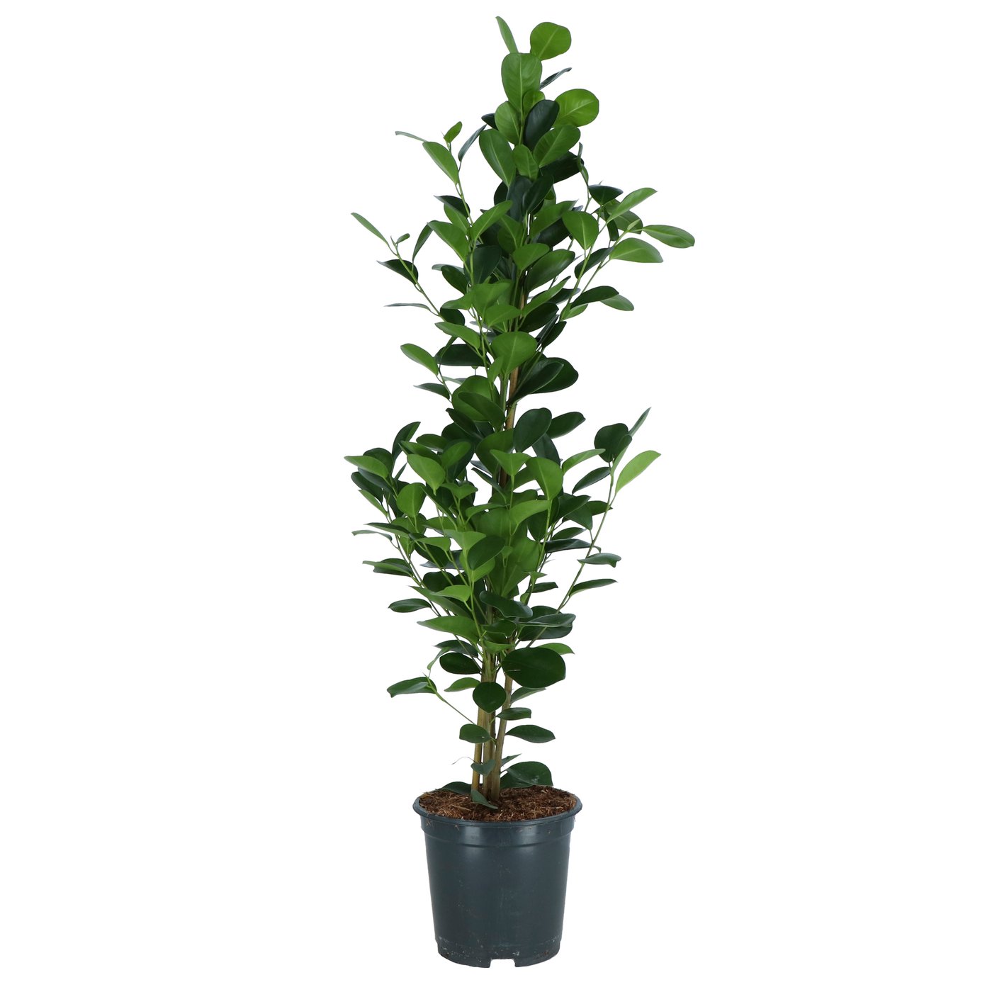 IKEA PACHIRA AQUATICA Pflanze Glckskastanie | Preisvergleich