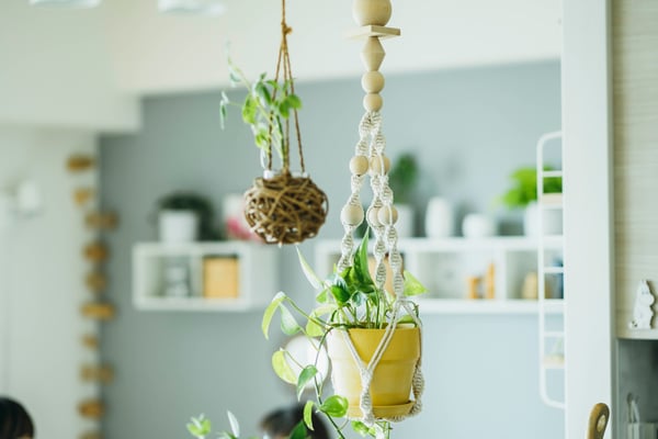 空間に馴染む、おしゃれな観葉植物。