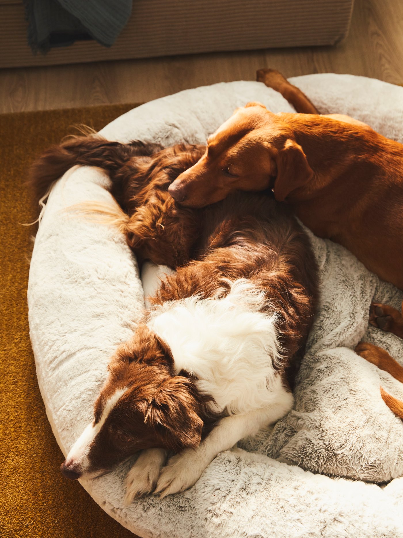 Una cama para mascotas UTSÅDD gris claro