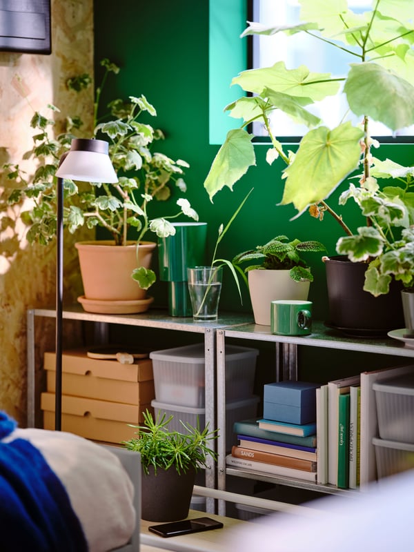 Various houseplants sit on a shelf in different pots including MUSKOTBLOMMA plant pot with saucer by a SPETSBOJ table lamp.