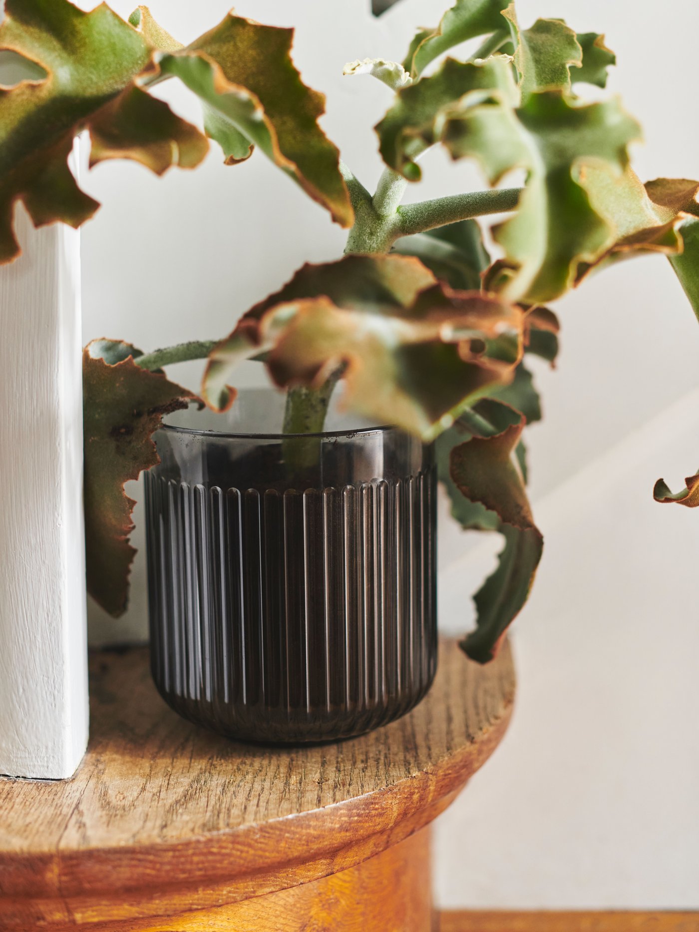 Florero gris oscuro GRADVIS con una suculenta en su interior.