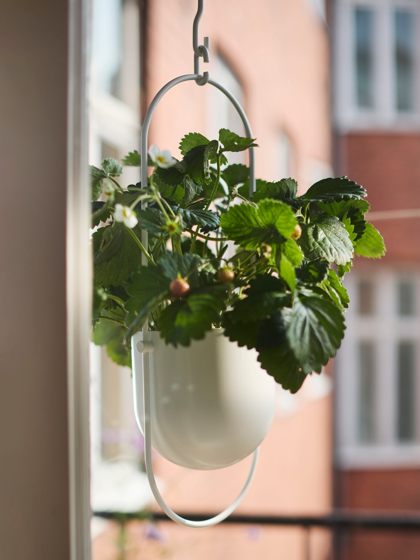 An in/outdoor white CHILISTRÅN hanging planter outside filled with a strawberry plant.