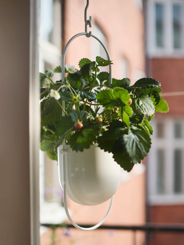 Een witte CHILISTRÅN hangende pot voor buiten met een aardbeienplant erin.