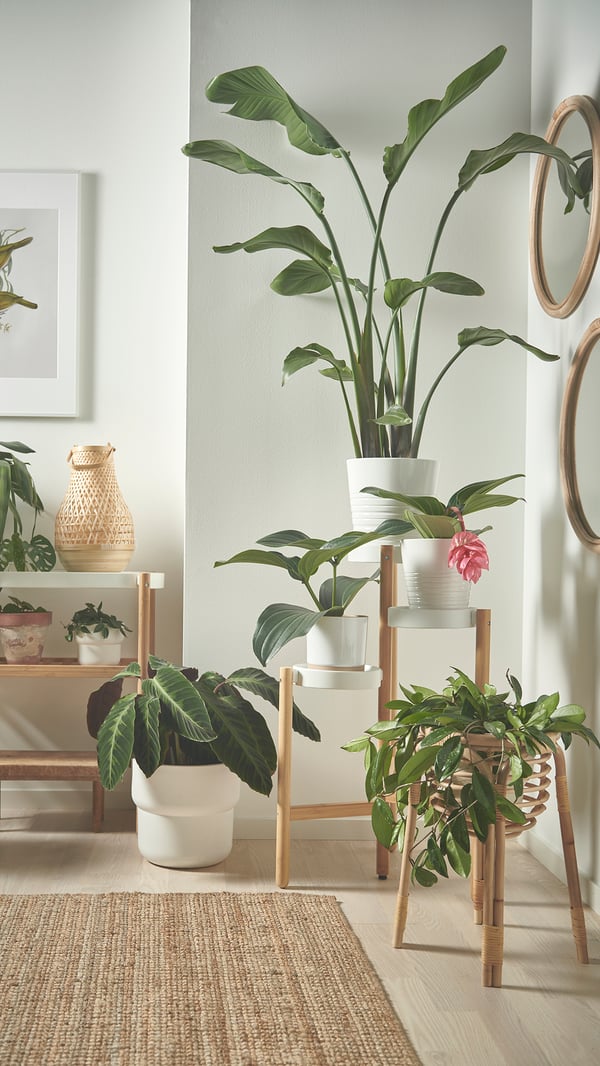 A bamboo/white SATSUMAS plant stand