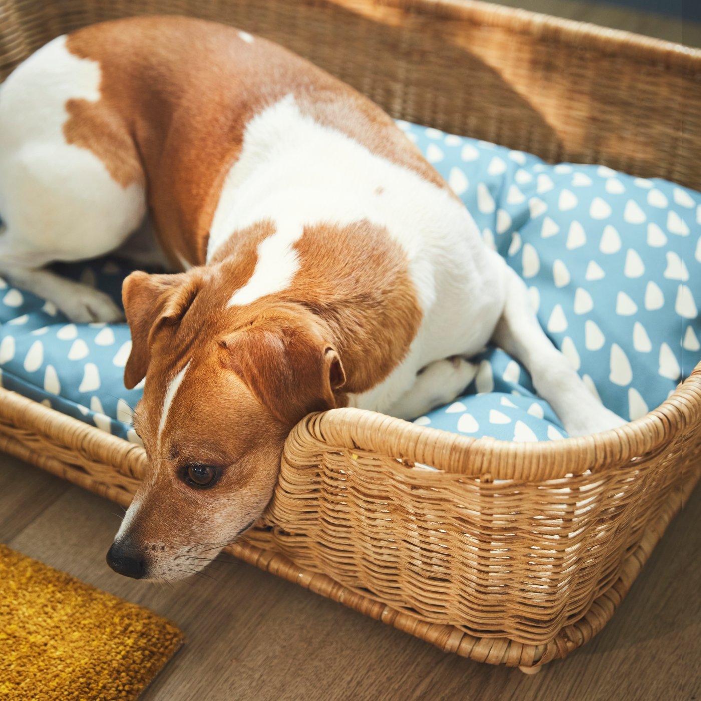 ikea dog chair