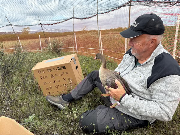 En person med arbetskläder och svart keps sitter på en gräsplätt med en fjällgås i famnen. Brevid står en flyttkartong.