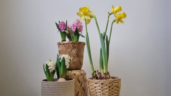 Une plante en pot Narcisse LÖKARYD assortie.