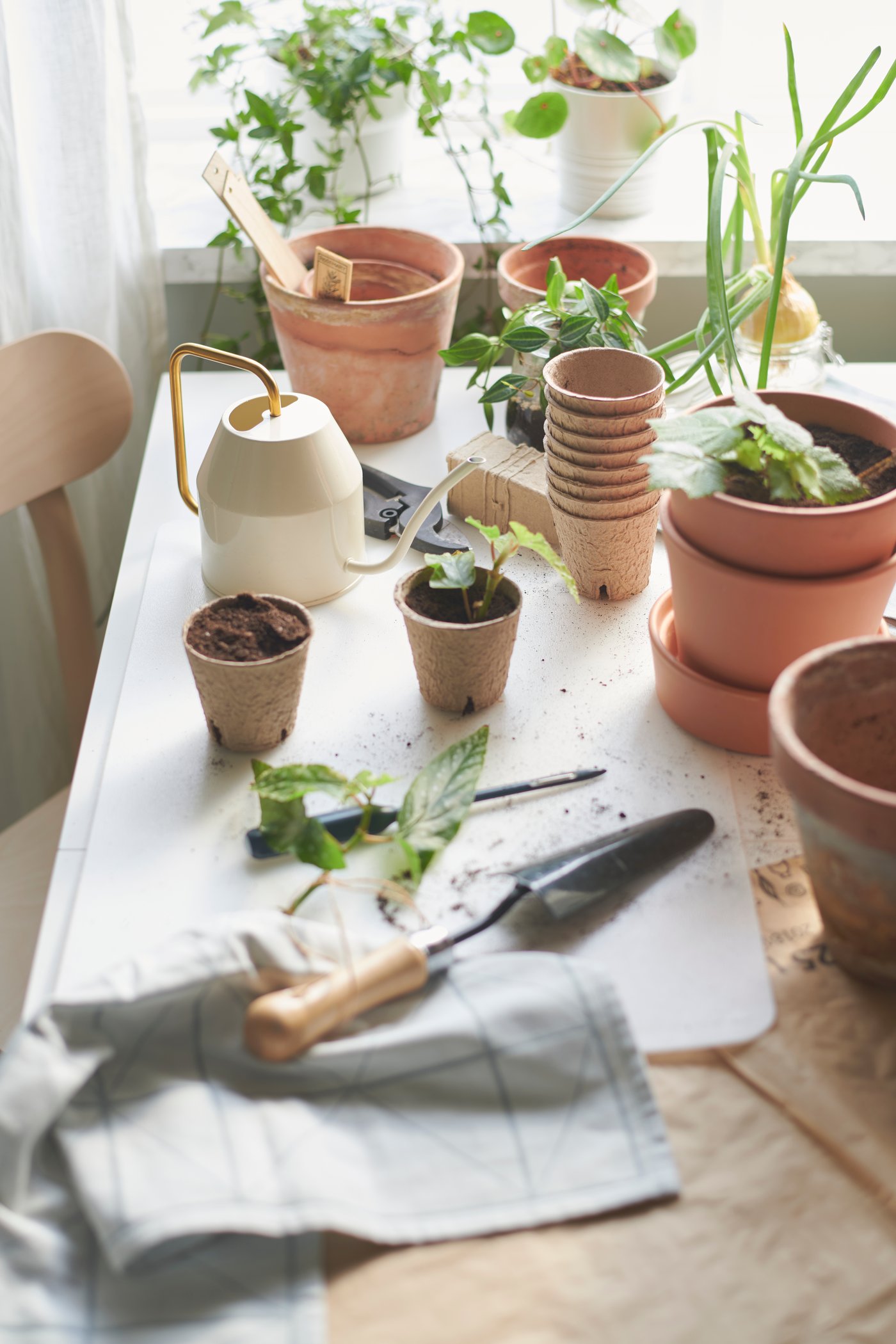 Übertöpfe in verschiedenen Grössen vor einem Fenster, u. a. mit einer VATTENKRASSE Giesskanne