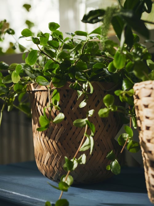 Two leafy plants, one in a KLYNNON bamboo plant pot and the other in a handwoven FRIDFULL plant pot.