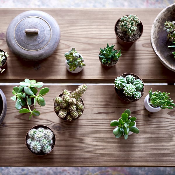 An assorted/Succulent SUCCULENT potted plant