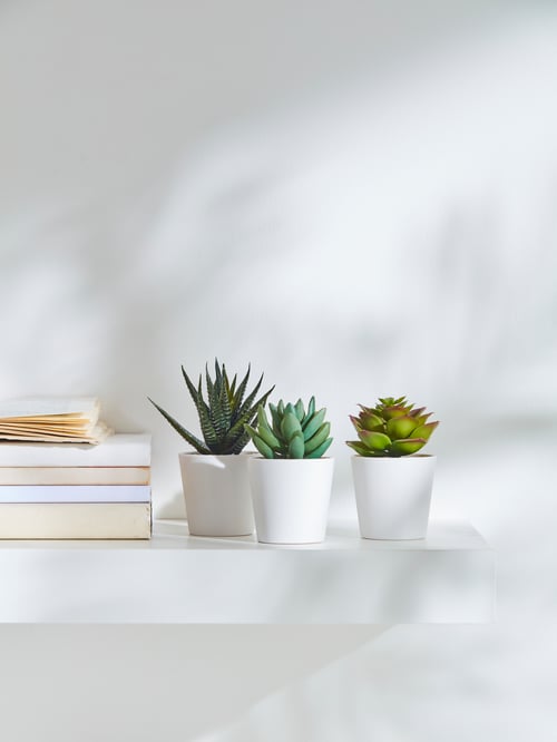 White shelf on white wall with white books and three artificial potted plant with white pots in different cacti varieties.