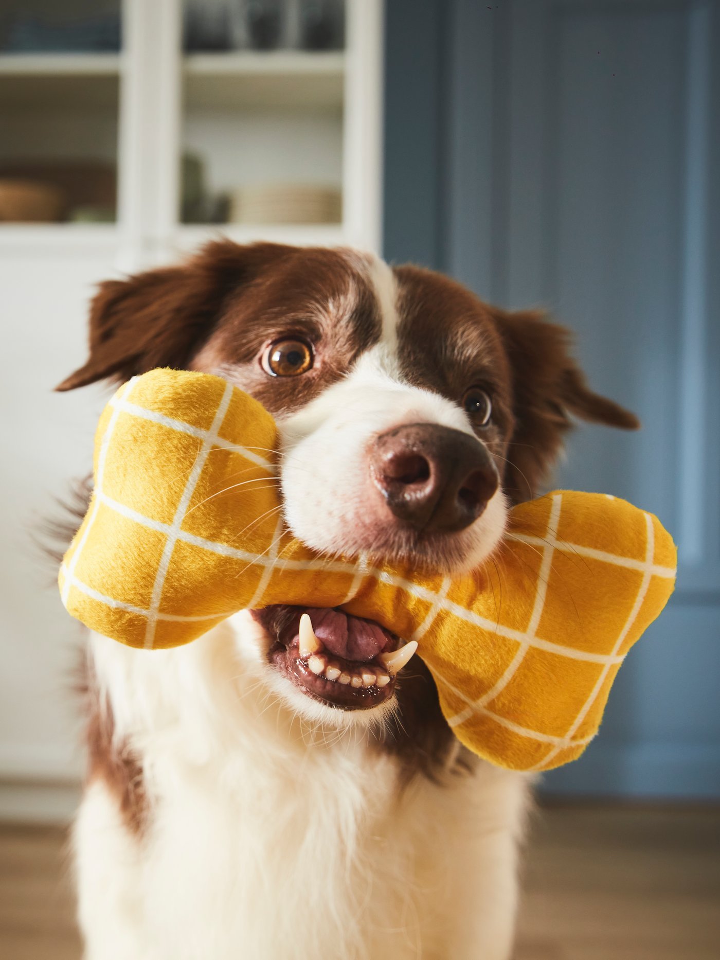 A dog holding an IKEA UTSÅDD soft toy for dog in their mouth in the living room